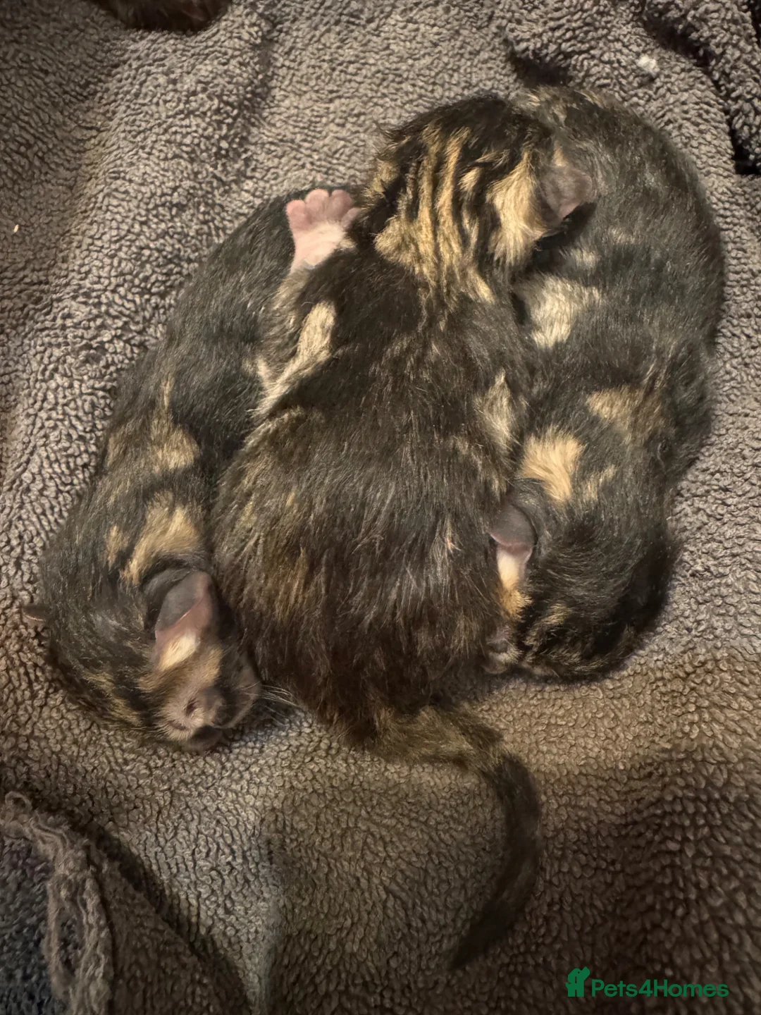 Mixed Breed cats for sale: Half ragdoll tabby kittens  in Loughborough - Advert 5