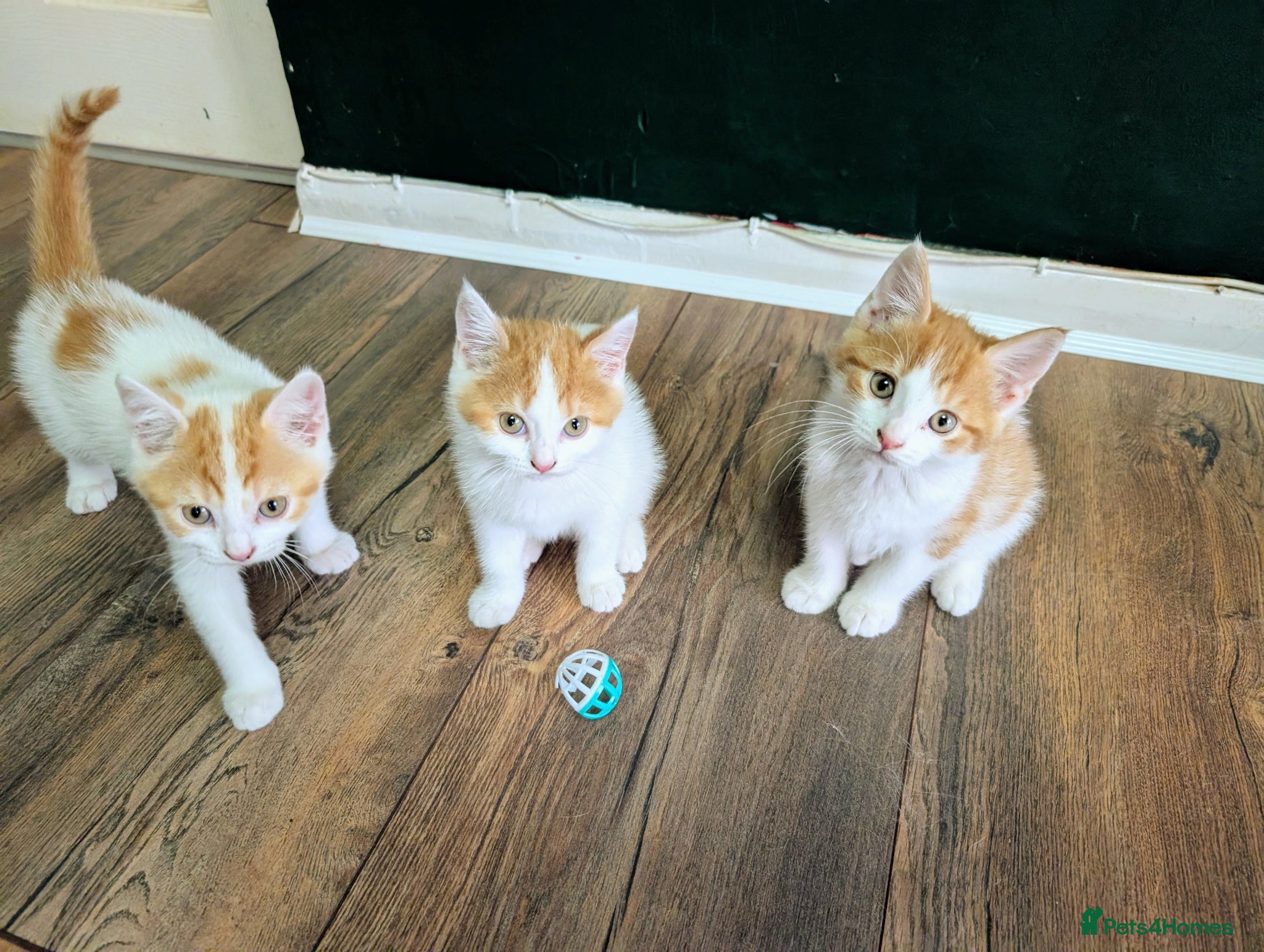 Mixed Breed cats Beautiful kittens for sale. - Advert 2