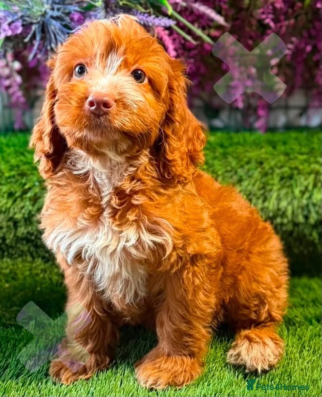 Cockapoo dogs F1 mini cockapoos 30 dna health tested clr - Advert 1