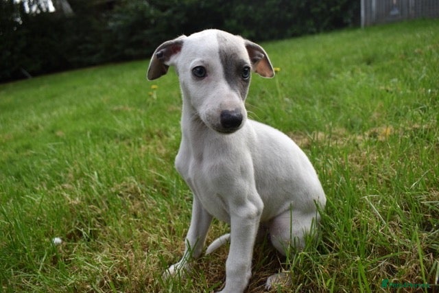 Whippet dogs Beautiful Pedigree Whippet Puppies.  - Advert 11