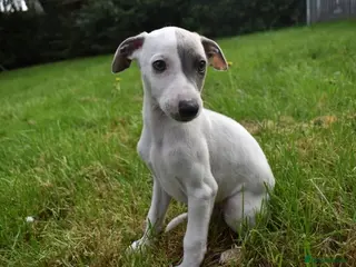 Whippet dogs Beautiful Pedigree Whippet Puppies. - Advert 11