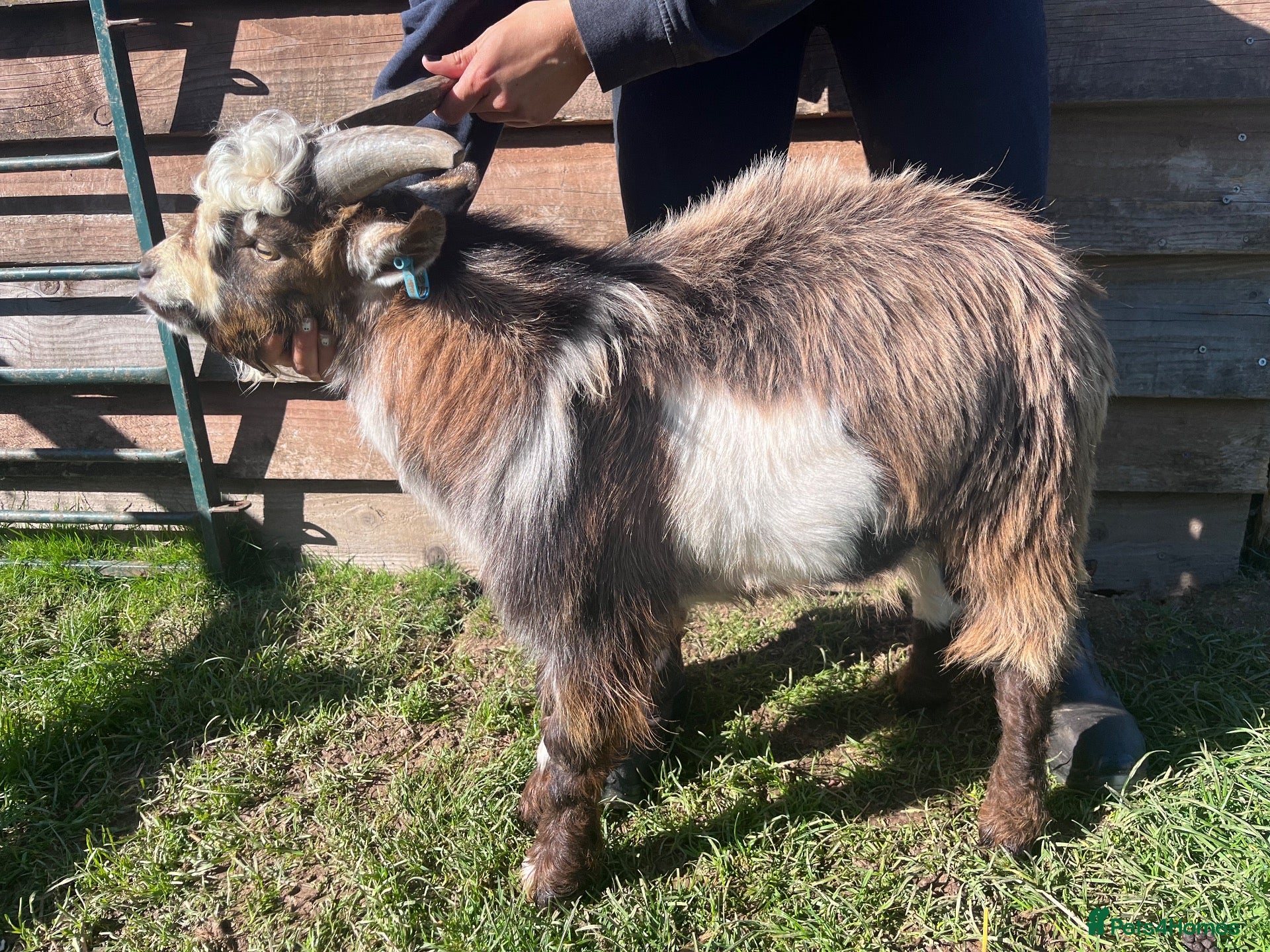 Goats livestock Entire Pygmy Billy Ready For Work - Advert 6