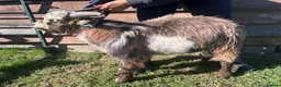 Goats livestock for sale: Entire Pygmy Billy Ready For Work - Advert 1