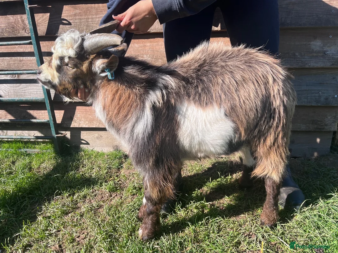 Goats livestock for sale: Entire Pygmy Billy Ready For Work - Advert 1