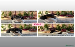 Miniature Dachshund dogs for sale: Ready now Tiny long haired dachshunds  - Advert 2