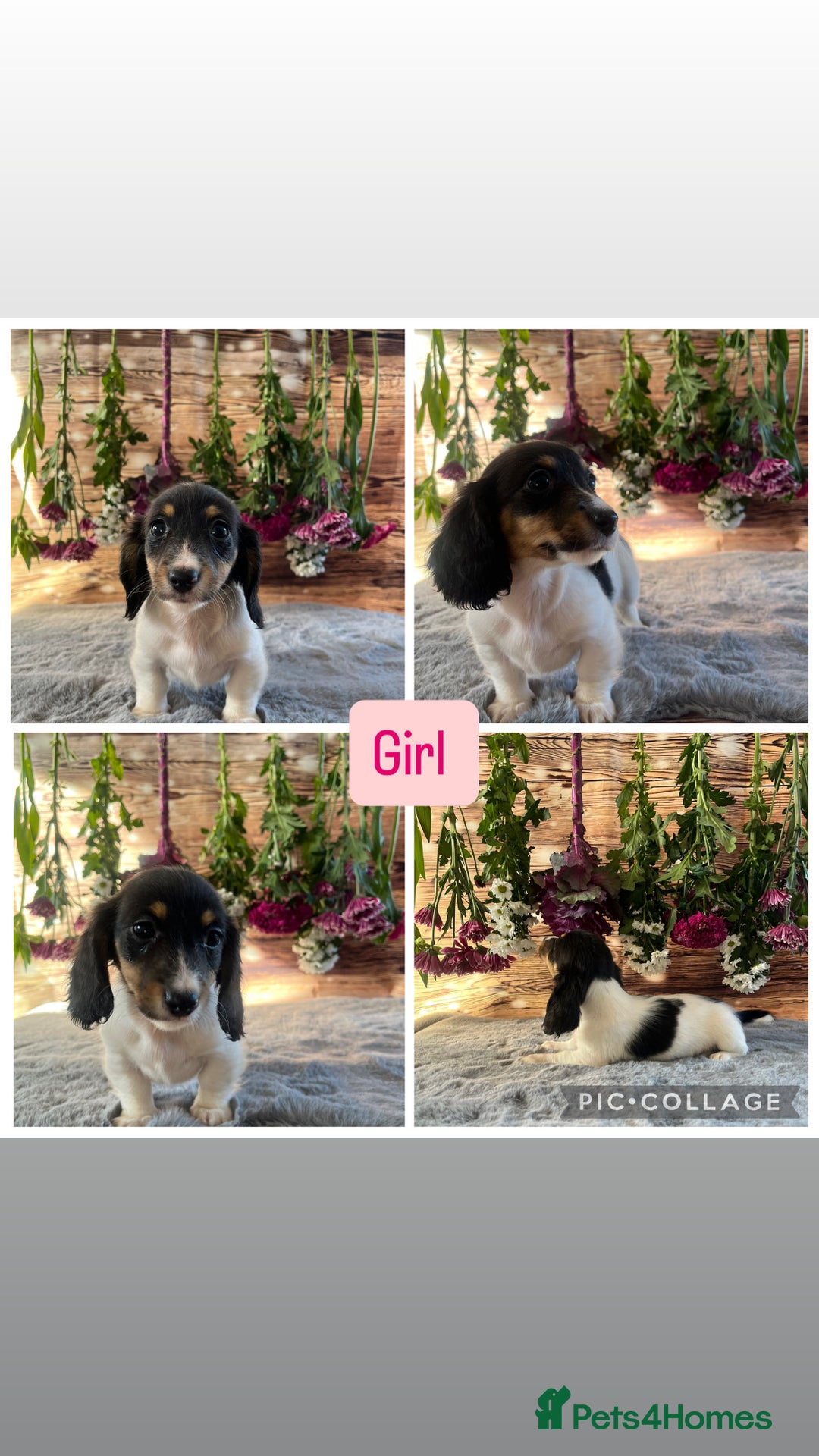 Miniature Dachshund dogs for sale: Ready now Tiny long haired dachshunds  - Advert 2