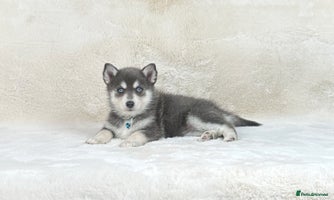Pomsky dogs - Advert 2