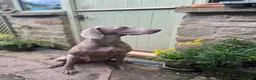 Weimaraner dogs for sale: Waiting list open  - Advert 10