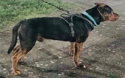 Mixed Breed dogs for sale: Family Dog needs Re-Homing  - Image 4