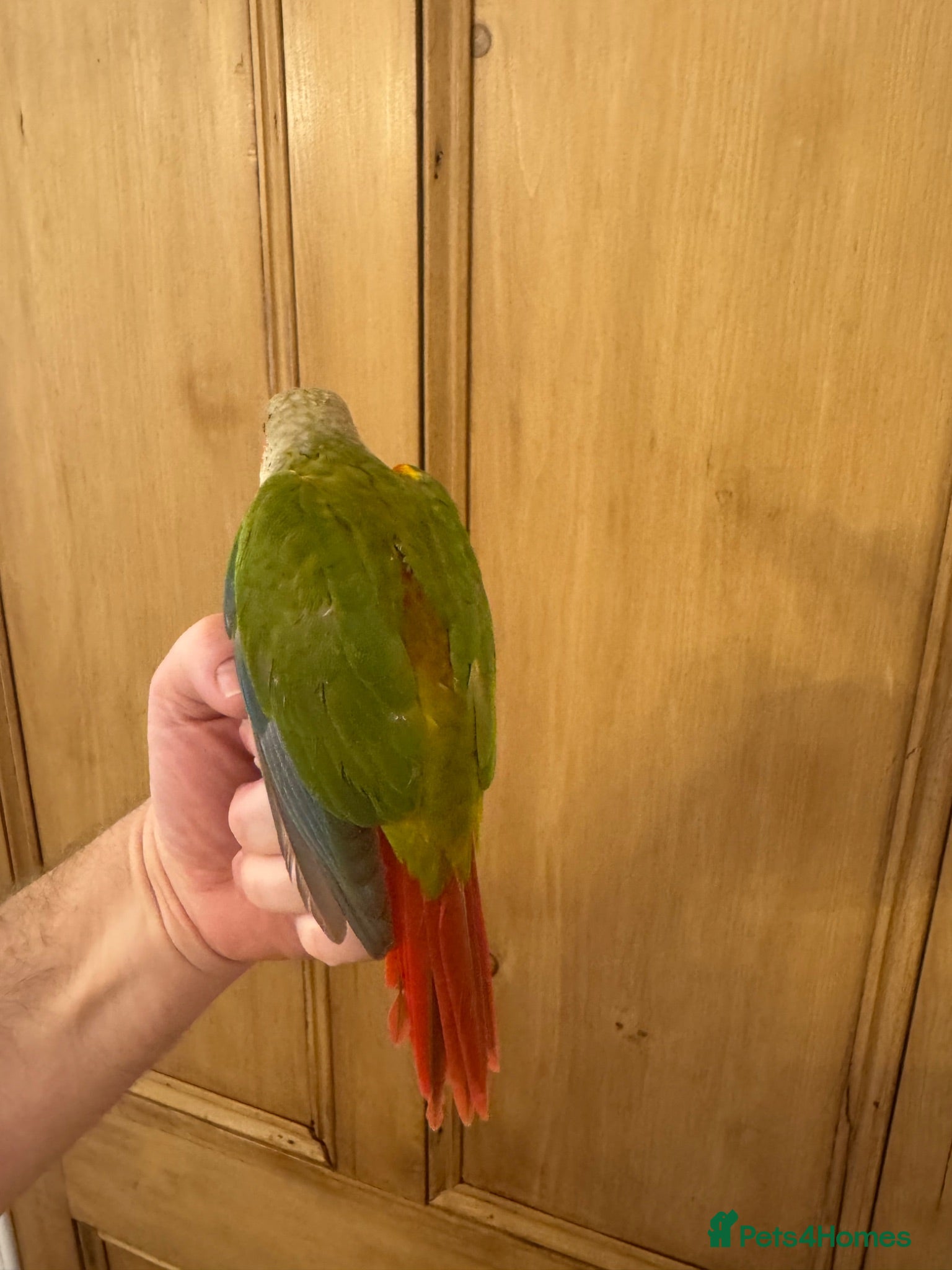 Conures birds Hand Reared Conures For Sale - Advert 2