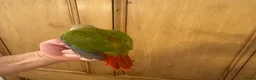 Conures birds for sale: Hand Reared Conures For Sale - Advert 9