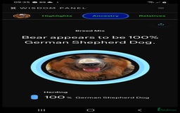 German Shepherd dogs for stud: Blue German shepherd PROVEN  - Image 13