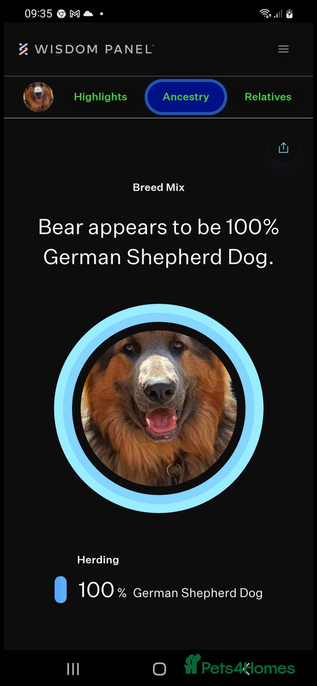 German Shepherd dogs for stud: Blue German shepherd PROVEN  - Image 13