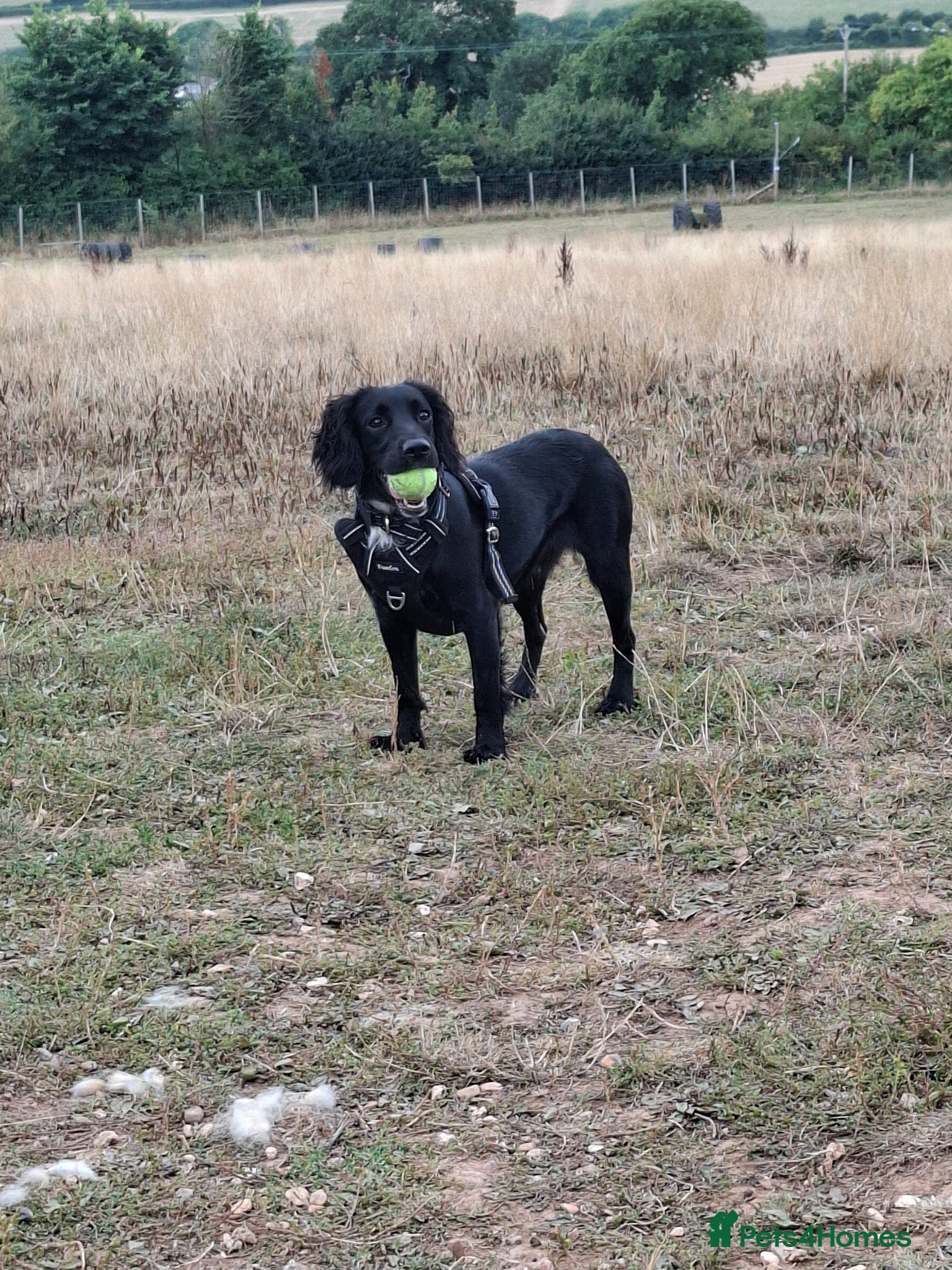 Sprocker dogs 8 gorgeous sprocker puppies - Advert 17