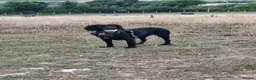 Sprocker dogs for sale: 8 gorgeous sprocker puppies in Ottery Saint Mary - Advert 1