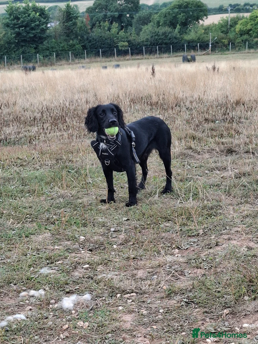 Sprocker dogs for sale: 8 gorgeous sprocker puppies in Ottery Saint Mary - Advert 1