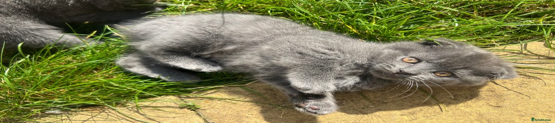 Scottish Fold Kitten 3