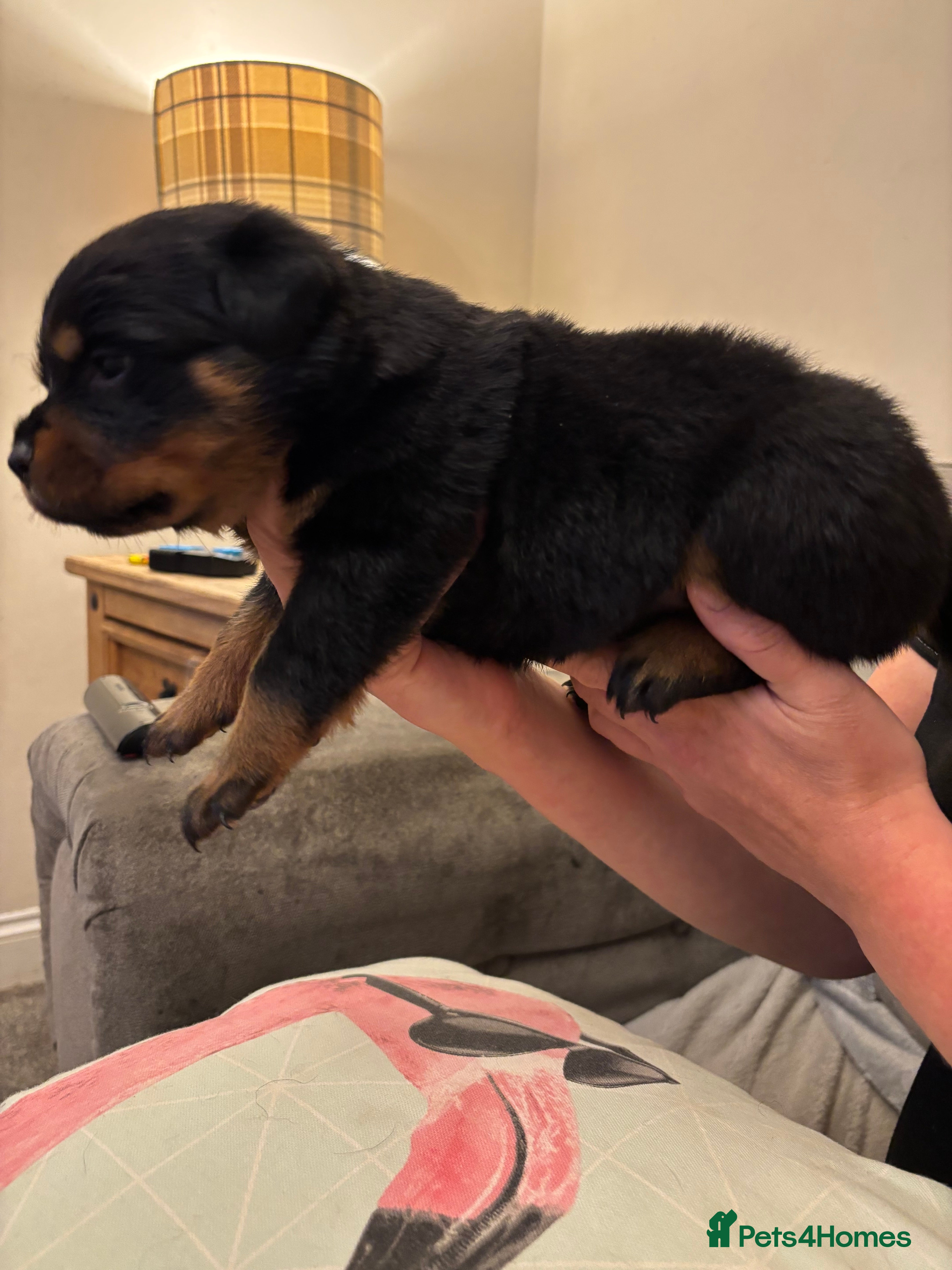 Rottweiler dogs Champion Rottweiler KC Registered Puppies - Advert 2