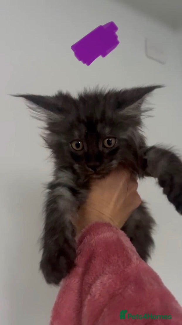 Maine Coon cats 8 kittens reduced 🐱 Ready to leave now  - Advert 1