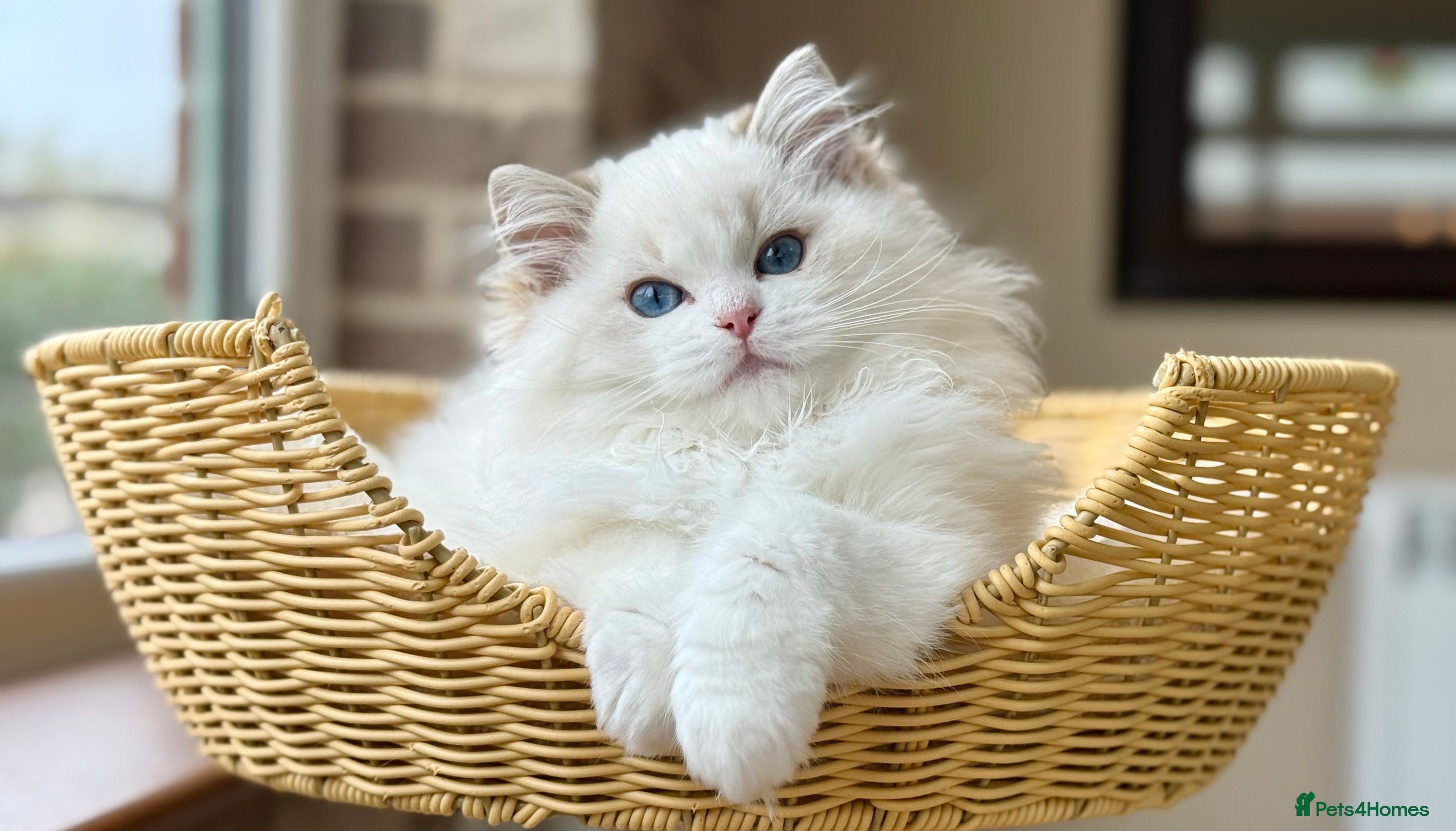 Ragdoll cats Ready to go active OR pet seal lynx girl  - Advert 5