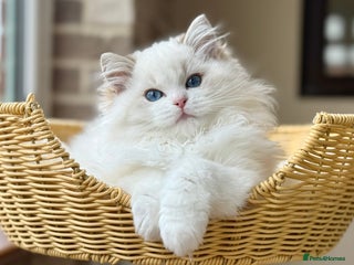 Ragdoll cats Ready to go active OR pet seal lynx girl - Advert 1