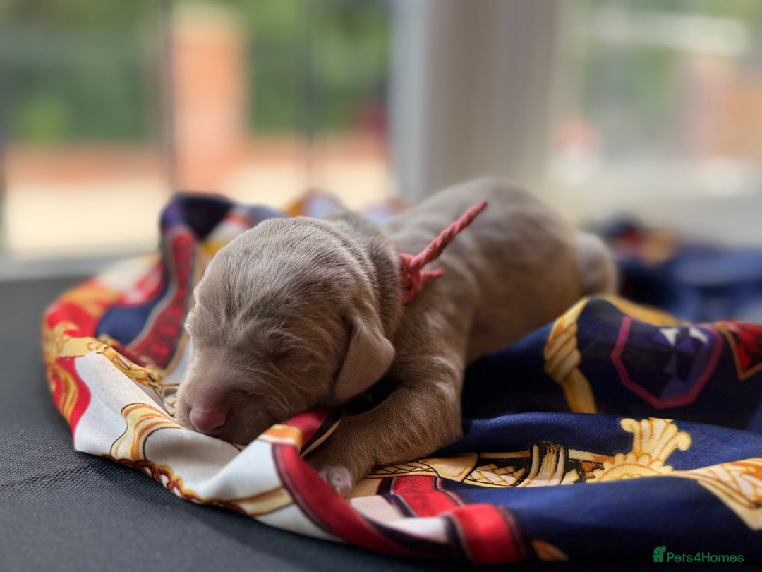 Weimaraner dogs for sale: 🐾Adorable KC Registered Weimaraner Puppies🐾 - Image 16