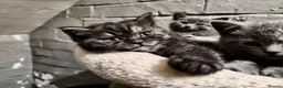 British Shorthair cats for sale: BRITISH SHORTHAIR KITTENS GCCF REGISTERED - Advert 11