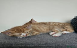 Domestic Shorthair cats for sale: Two ginger brothers  - Image 11