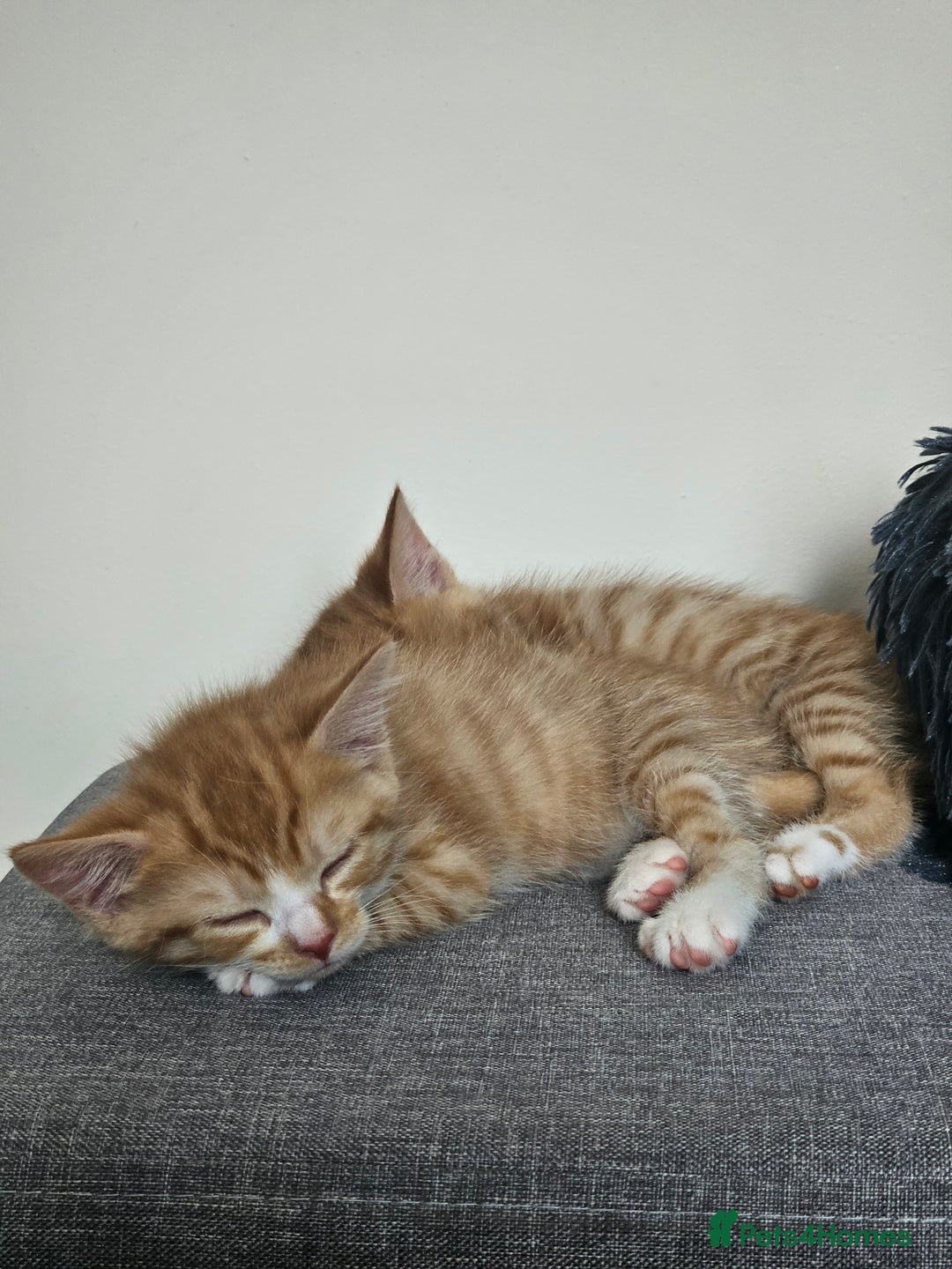 Domestic Shorthair cats for sale: Two ginger brothers  - Image 11