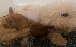 Maltipoo dogs for sale: 🐾 F1BB Maltipoo Puppies  - Image 12