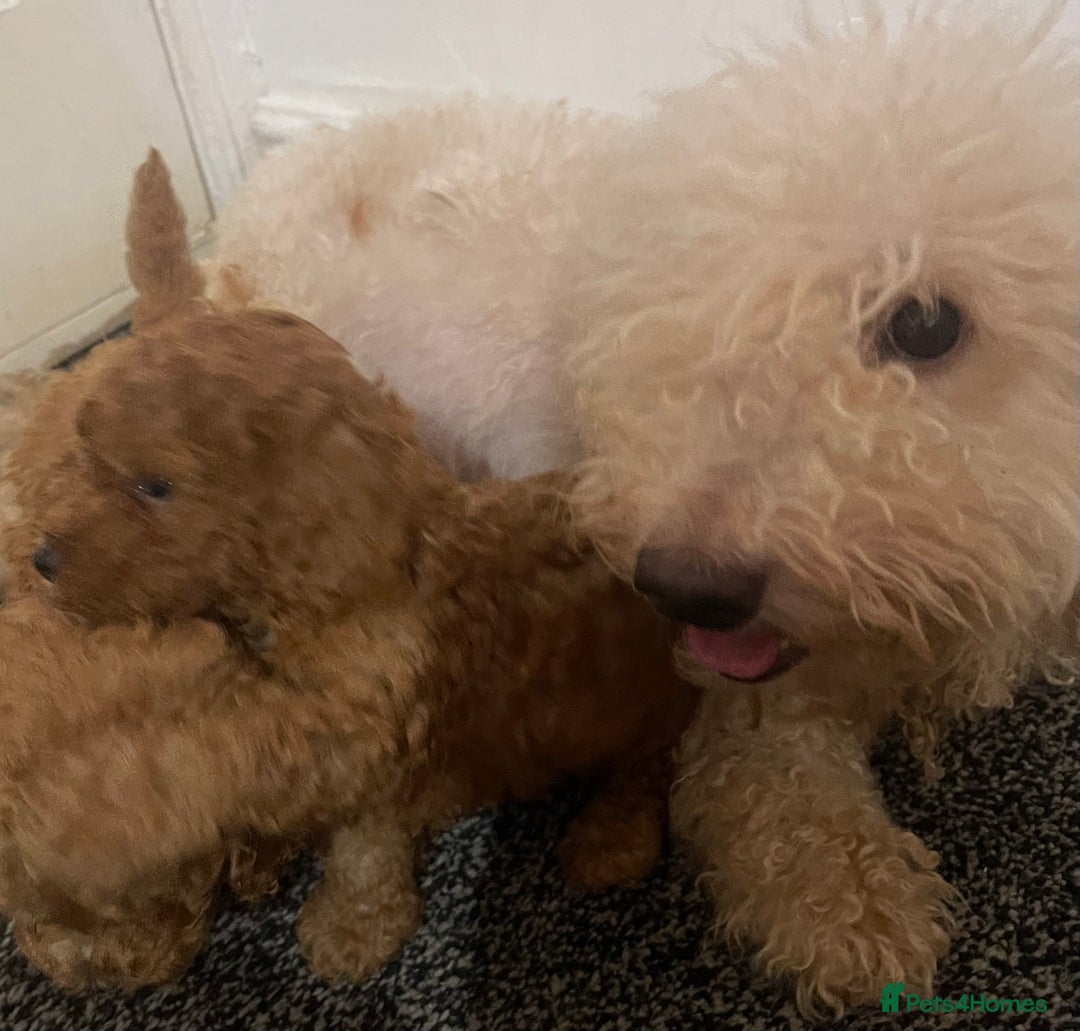 Maltipoo dogs for sale: 🐾 F1BB Maltipoo Puppies  - Image 12