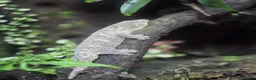 Gecko reptiles for sale: New Caledonia Giant Gecko in Burgess Hill - Advert 5