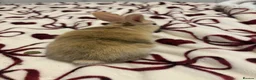 Mixed Breed rabbits for sale: Rabbits aged 5 weeks currently in Portsmouth - Advert 13