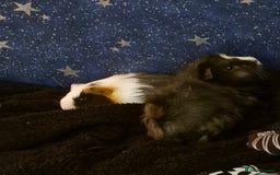 Guinea Pig rodents for sale: Two Female Baby Guinea Pair based Liverpool  - Image 1
