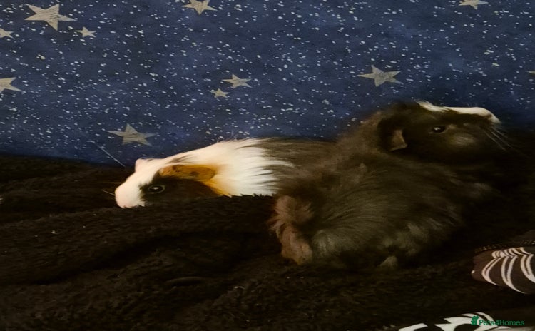 Guinea Pig rodents - Advert 1