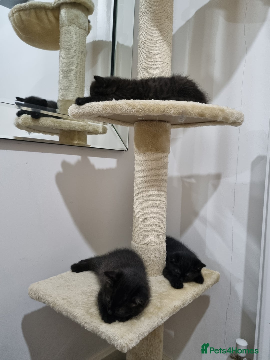 British Shorthair cats for sale: British short hair kitten  - Image 2