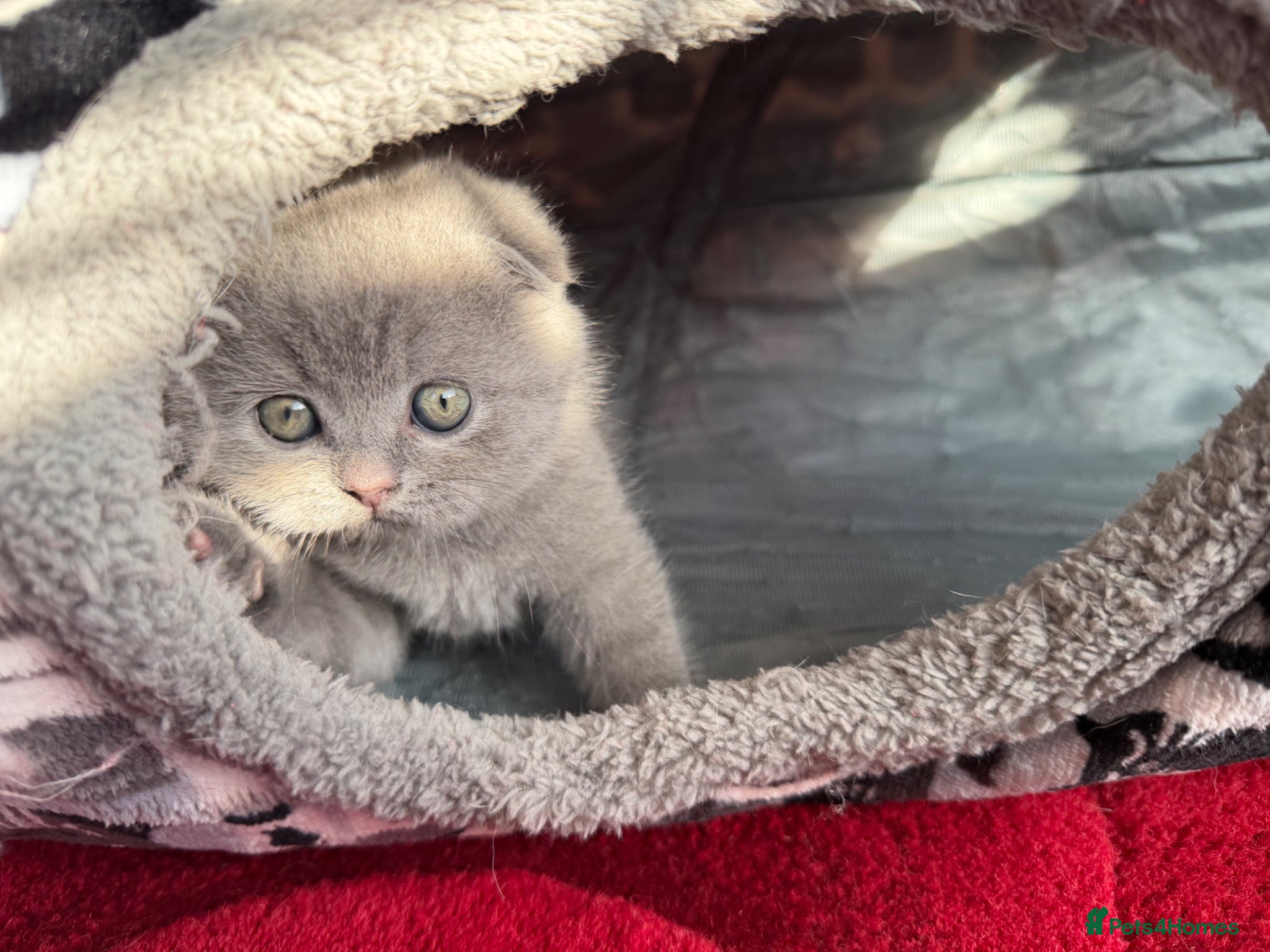 Scottish Fold cats British Shorthair and Scottish Fold kittens - Advert 16