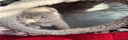 Scottish Fold cats for sale: British Shorthair and Scottish Fold kittens - Advert 1