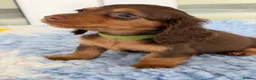 Miniature Dachshund dogs for sale: Kc Kaninchen dachshund weeny weeny  - Advert 13