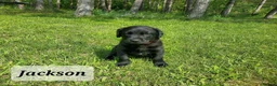 Labrador Retriever dogs for sale: KC registered Labrador Retriever Pupps in Arbroath - Advert 9