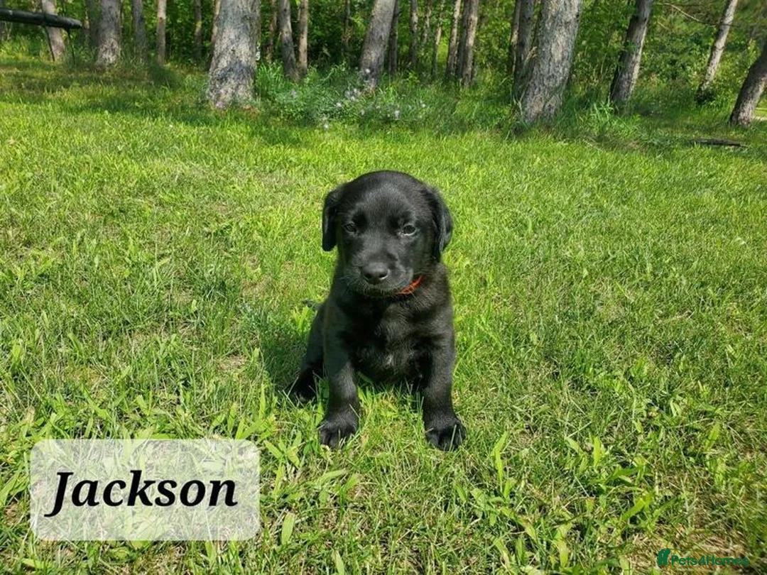 Labrador Retriever dogs for sale: KC registered Labrador Retriever Pupps in Arbroath - Advert 9