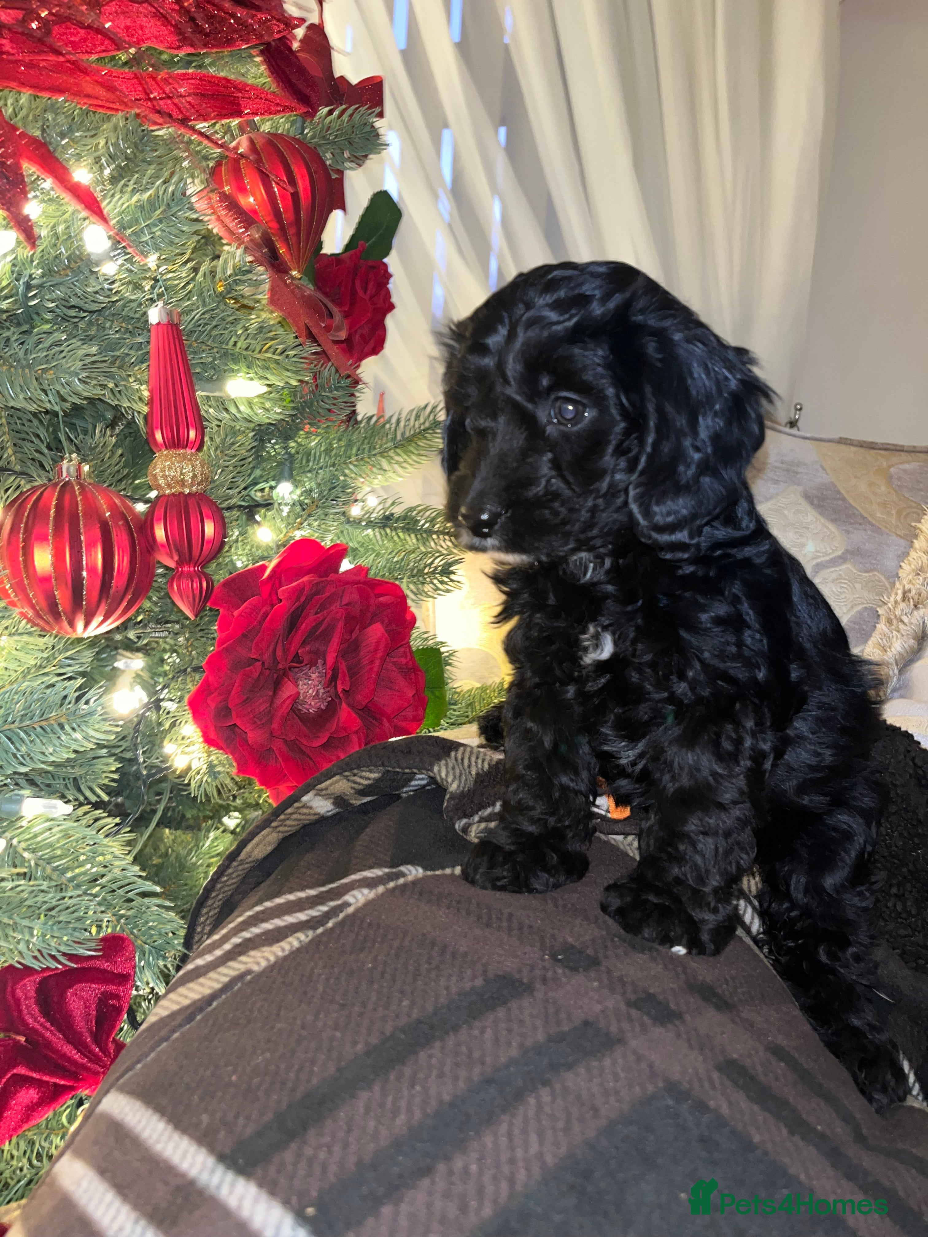 Cockapoo dogs F1 toy Cockerpoo  - Advert 1