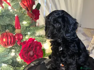 Cockapoo dogs F1 toy Cockerpoo - Advert 17