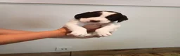 Sprocker dogs for sale: Beautiful Sprocker puppies for sale - Advert 14