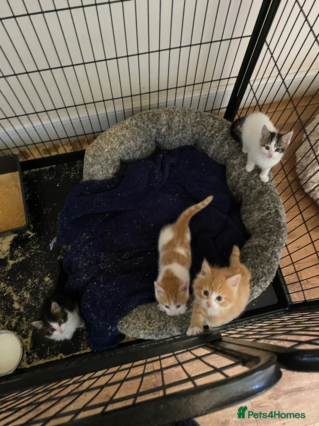 Mixed Breed cats for sale: Beautiful kittens  - Advert 7