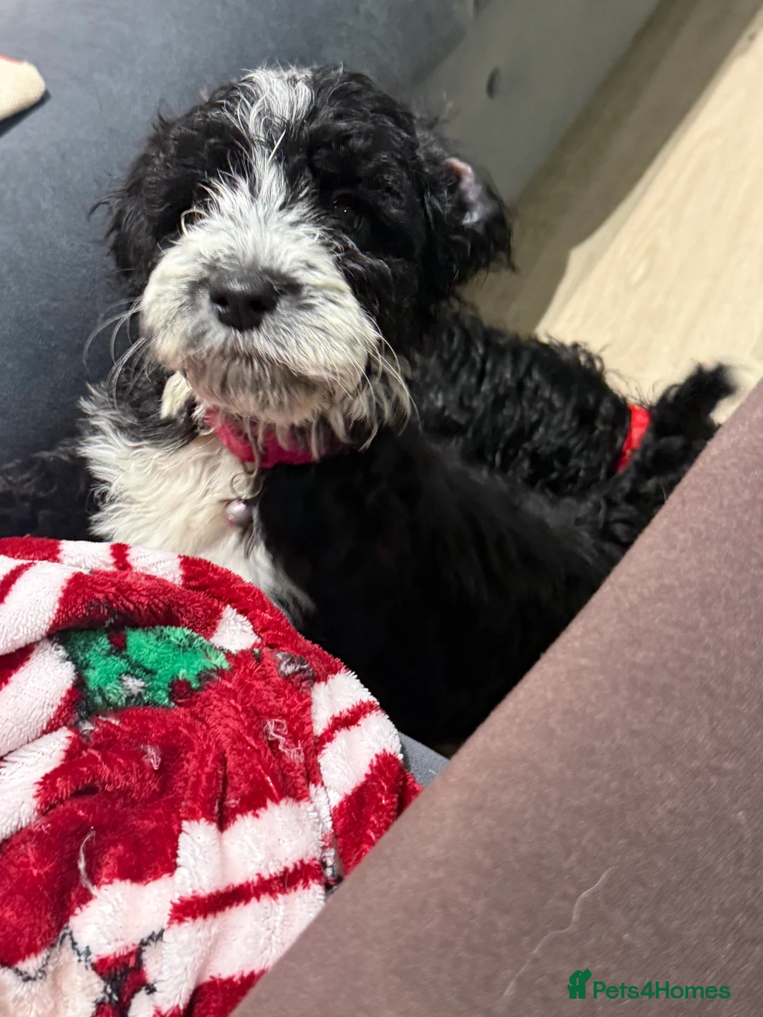 Cockapoo dogs for sale: Miniature f1 Cockapoos puppies - Advert 23