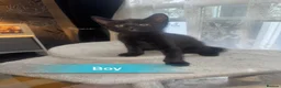 Mixed Breed cats for sale: 4 beautiful kittens for sale  in Bristol - Advert 9