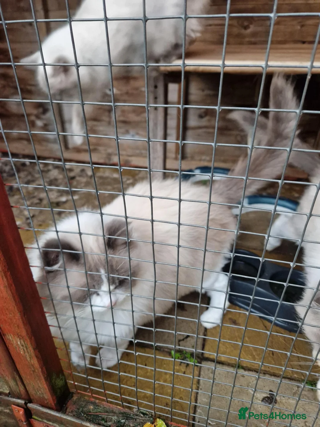 Ragdoll cats for sale: ADULT BLUE RAGDOLLS - Advert 3
