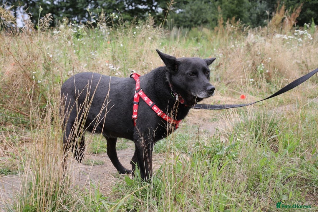 Mixed Breed dogs for adoption: 💖🐶 MARY 🐶💖 - Image 17