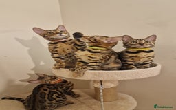 Bengal cats for sale:  🌟 Stunning Bengal Kittens  🌟 🥰🥰 - Image 5